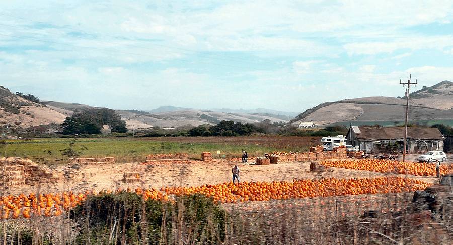 SanGregorioPumpkinFarm 10-16-2010 edit.JPG