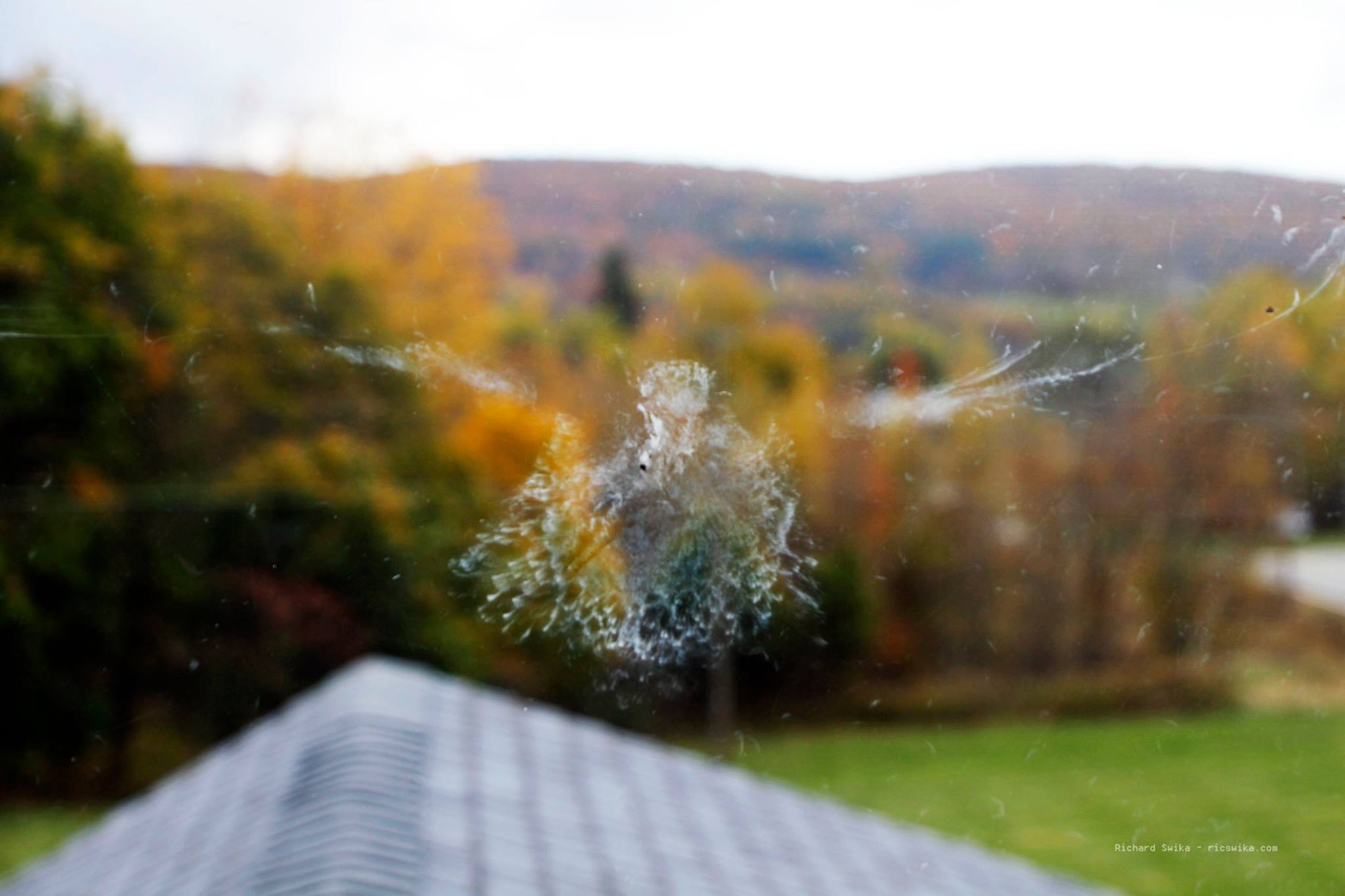 GhostBird2.jpg